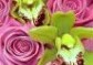 Růžové růže a orchideí Cymbidium