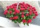 Koš 101 červených růží | rozvoz květin | Doručení květin po Praze | poslat květiny v Praze | dovoz květin praha 