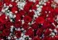 kytice červených růží a gypsophily | rozvoz květin | Doručení květin po Praze | poslat květiny | květiny dovoz