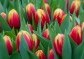 Kytice tulipánů | rozvoz květin | Doručení květin po Praze | poslat květiny v Praze | dovoz květin praha 
