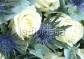 Bílé růže a studeně Eryngia