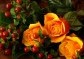 Kytice oranžových růží - růže v plamenech| rozvoz květin | Doručení květin po Praze | poslat květiny v Praze | dovoz květin praha 