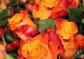 Kytice oranžových růží - růže v plamenech | rozvoz květin | Doručení květin po Praze | poslat květiny v Praze | dovoz květin praha 