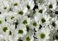 Kytice z mini chryzantém - Zasněná kytice