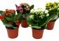 Kalanchoe