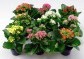 Kalanchoe