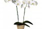 Orchidej (Phalenopsis)