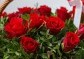 Červené růže v koši| rozvoz květin | Doručení květin po Praze | poslat květiny v Praze | dovoz květin praha 