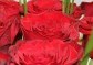 Kytice růží| rozvoz květin | Doručení květin po Praze | poslat květiny | květiny dovoz