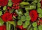 Růže a chryzantémy - žhavá láska