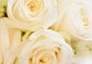 kytice bílých růží